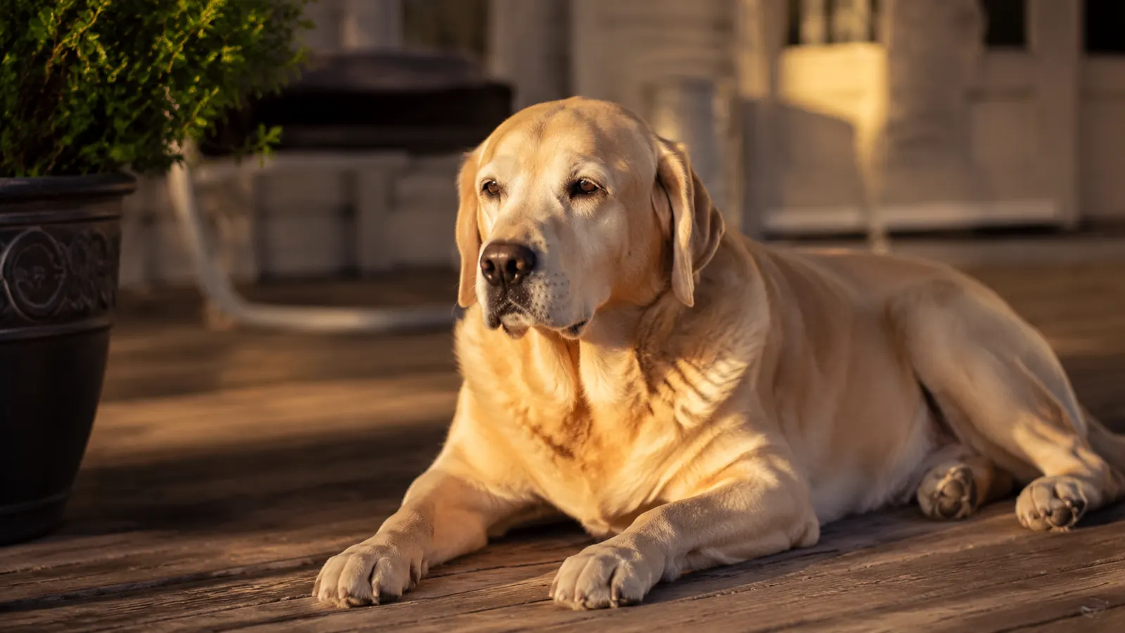 How to Ease Dog Joint Pain with Glucosamine Supplements: A Step-by-Step Guide